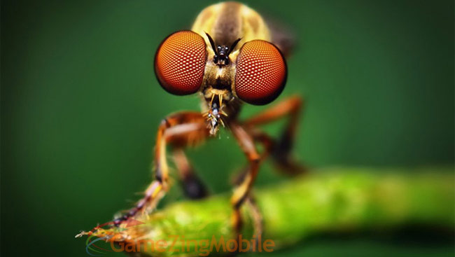 macro-la-gi-03