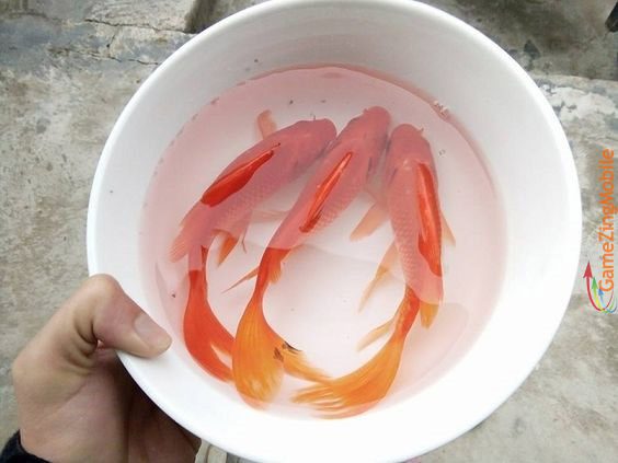 cach-viet-so-cung-ong-tao-05
