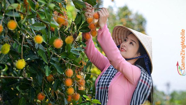 chom-chom-bao-nhieu-calo-02