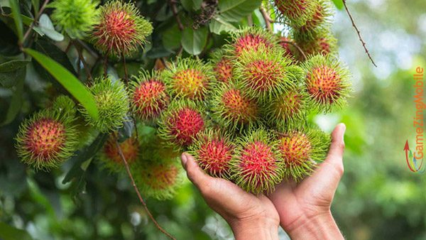 chom-chom-bao-nhieu-calo-03