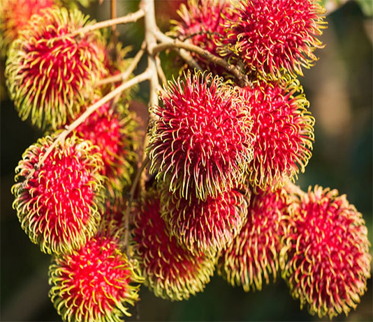 chom-chom-bao-nhieu-calo