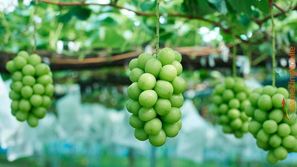 nho-bao-nhieu-calo-02