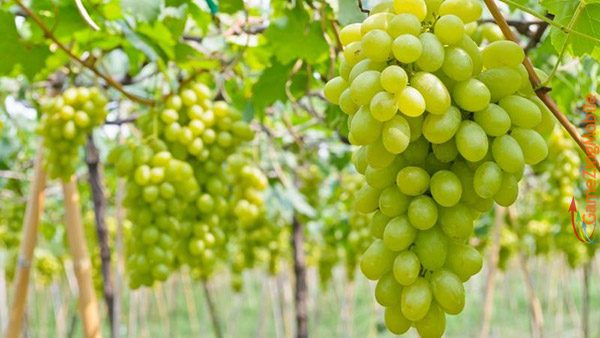 nho-bao-nhieu-calo-04