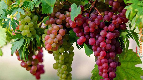 nho-bao-nhieu-calo-05