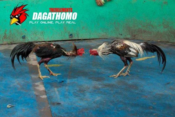 Sảnh Đá Gà Thomo 2