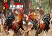 Sảnh Đá Gà Thomo