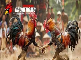Sảnh Đá Gà Thomo