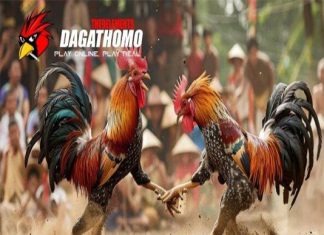 Sảnh Đá Gà Thomo
